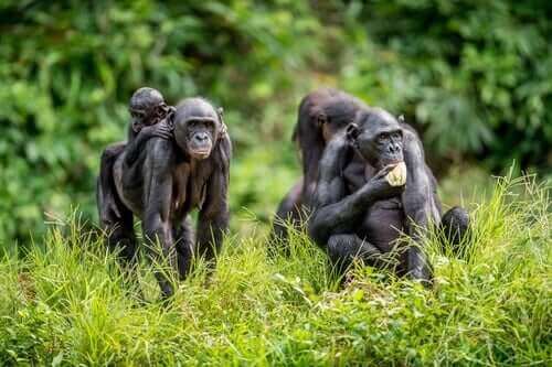 Bonobo ailelerinin yaşantıları insanlarınkine oldukça benzer