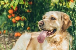 Köpek vücudu askorbik asit üretebiliyor
