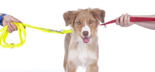 Ortak Velayet: Nedir ve Nasıl İşler?