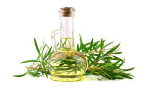 Çay Ağacı Yağının Köpeğiniz için Faydaları