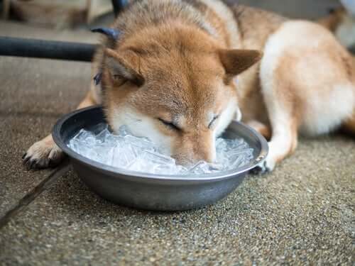 köpek buz yiyor