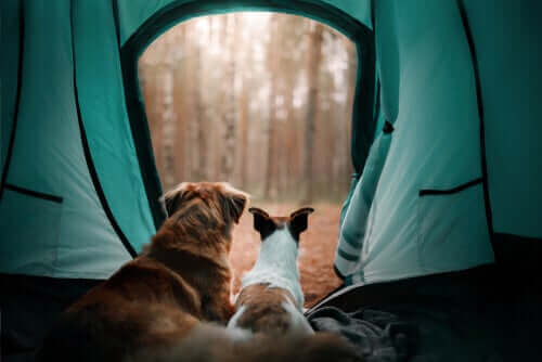 köpekler çadırdan dışarı bakıyor