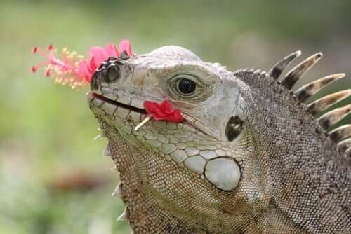 iguana