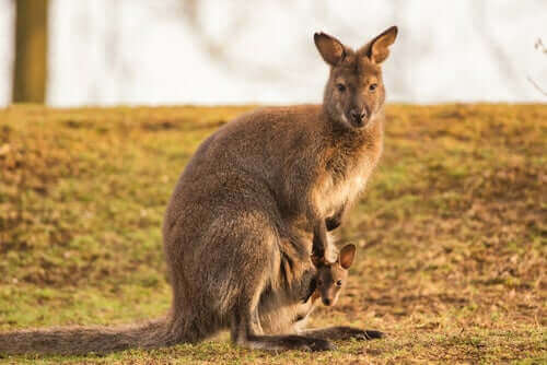 Common Wallaroo: Özellikleri Ve Korunması