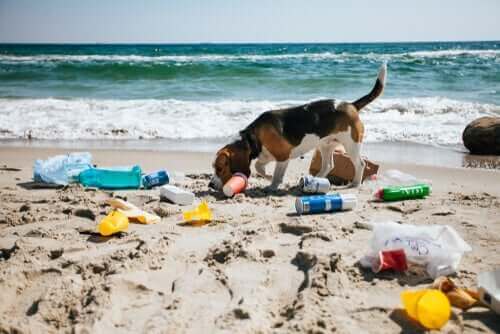 sahildeki çöplerle oynayan köpek