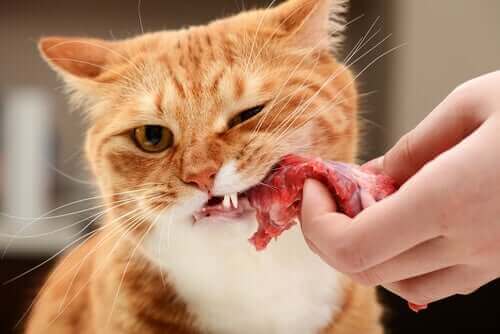 kedi besleniyor