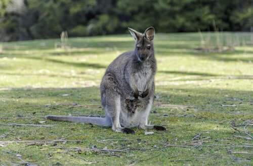 gri kanguru etrafına bakıyor ve common wallaroo