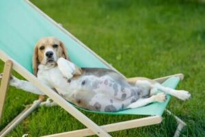 Köpeklerde Hamilelik ve Emzirme ile ilgili 9 İpucu