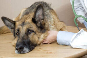 Köpeklerde Hastalığın İlk Belirtileri Nasıl Tespit Edilir?