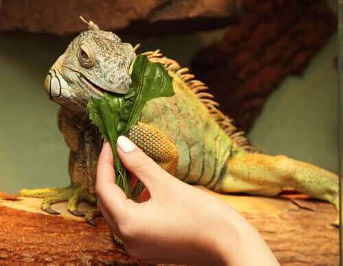 marulla beslenen iguana