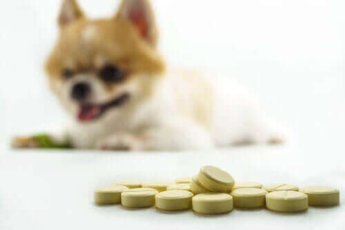 Köpeklerde Eklem Problemleri: Doğal Ve Kimyasal Takviyeler
