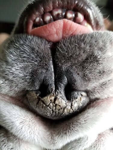 Köpeklerde Burun Kuruluğu: Nedenleri ve Tedavisi