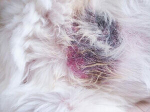 Bir yaranın yakından görünüşü