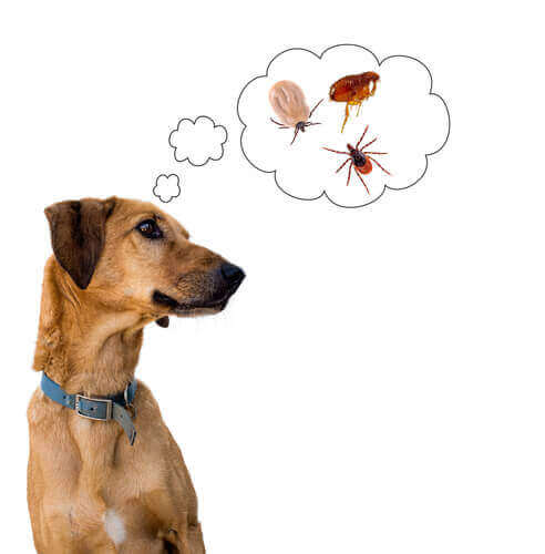 köpeklerde kaşıntı ve kan emici parazitler