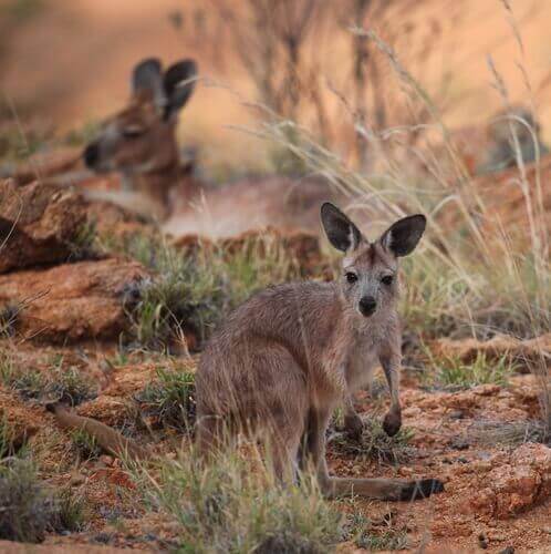çalılar arasında yaşayan kangurular