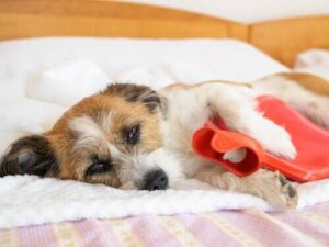 Köpeklerde Karın Ağrısı İşaretleri