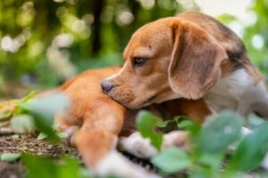 Köpeklerde Parazit Tedavisi için 5 İpucu
