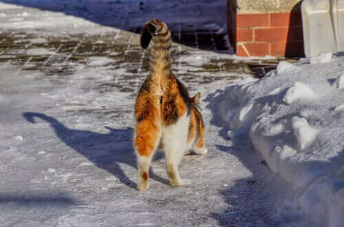 Bazı Kedilerin Poposu Neden Kötü Kokar?