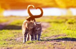 Kedi Kuyruğunun Dili – Kedinizi Nasıl Anlarsınız?