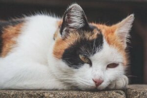 Kedilerde Anemi: Belirtileri, Nedenleri ve Tedavisi