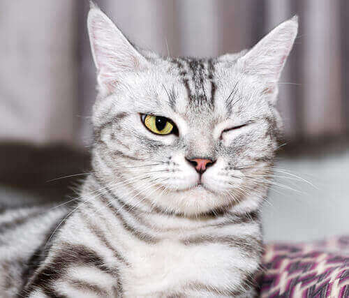 bir gözü kapalı kedi