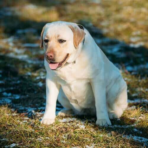 labradorlarda artrit