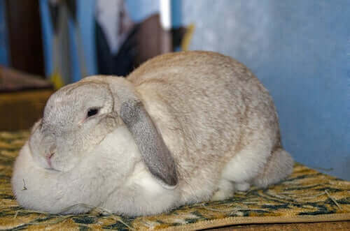 Tavşanlarda Obezite: Sebepleri ve Semptomları