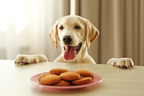 masaya çıkan köpek