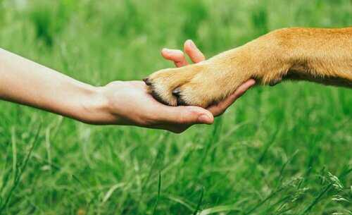 Bir Köpeğin Saygısını Kazanmak