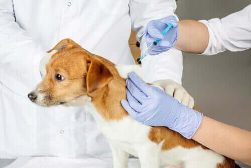 aşı olan köpek
