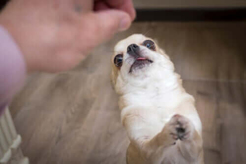 ödül isteyen köpek