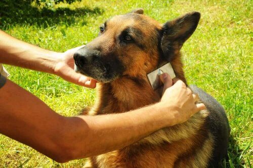 taranan köpek