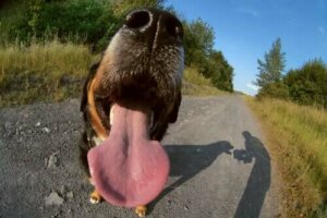 Köpeklerde Halitoz Sebepleri