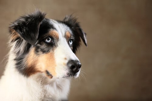 Hayvan Zekası: Köpeğiniz Sizi Yönlendirebilir Mi?