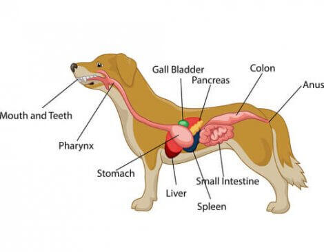 köpeklerde sindirim sistemi