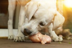 Kemik köpekler için çok faydalı