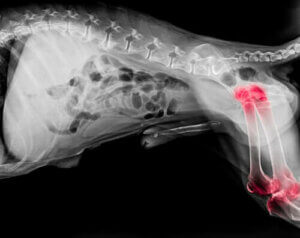 Köpeklerde Kireçlenme ve Ona En Uygun Beslenme