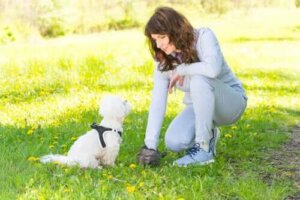Köpeklerin Dışkıları Tanınmalarına Yardımcı Oluyor!