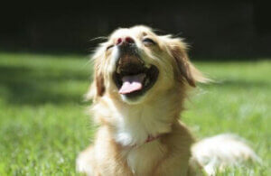 Doğrudan güneş ışığına maruz kalmak köpeklerde burun kuruluğuna yol açıyor