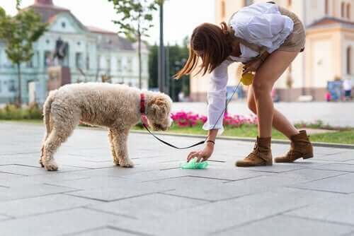 Köpeklerin dışkıları hiç bir şekilde öylece bırakılmamalı.