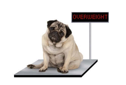 obezite sorunu yaşayan kilolu köpek
