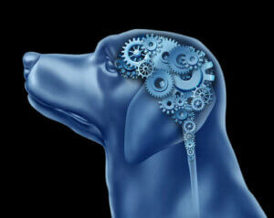 Köpekler Obsesif Kompulsif Bozukluk Yaşayabilir Mi?