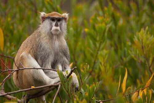 Patas Maymunu: Olağanüstü Bir Primat