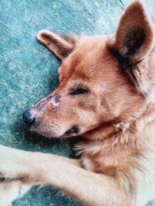 Köpeğinizde burun kuruluğu olduğunda pek keyfi de olmayacaktır.