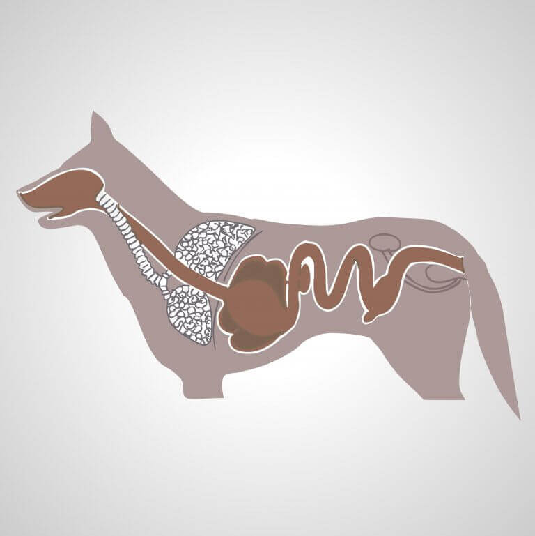 köpek sindirim sistemi