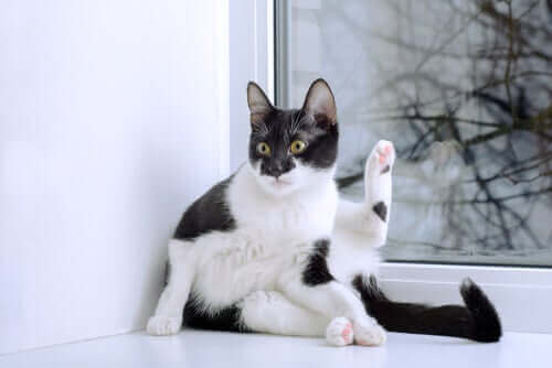 siyah beyaz kedi uzaklara bakıyor ve kedilerin poposu
