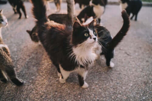 Kedi Hastalıkları: Hangileri Size Bulaşabilir?