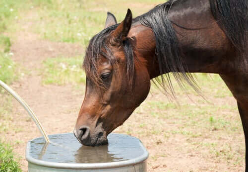 yaz aylarında atınızı serinletmek: su içen at
