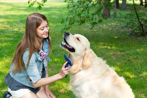 köpeğinizi taramak önemlidir