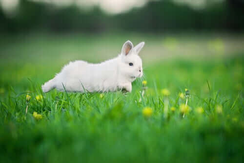 koşan beyaz bir tavşan
